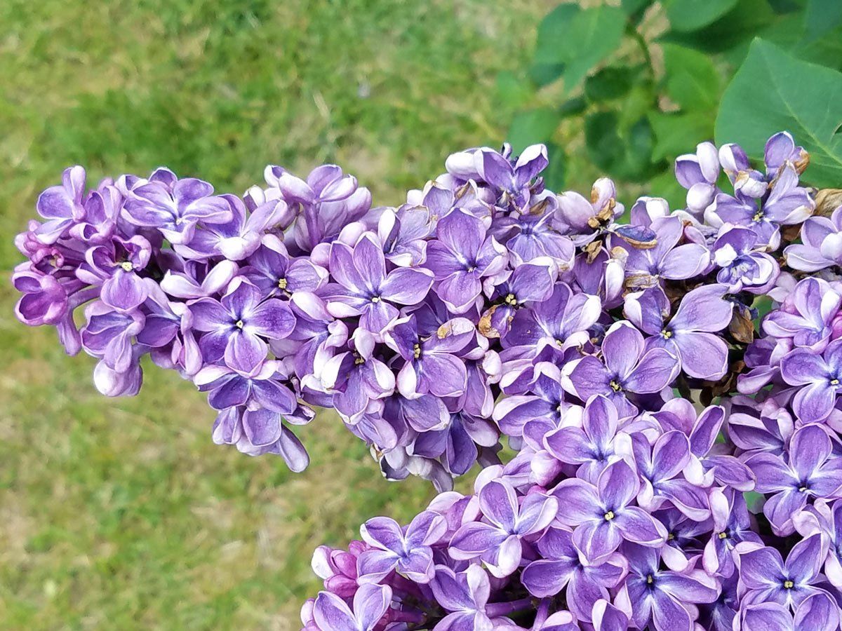 Defiance OH Lilac Festival