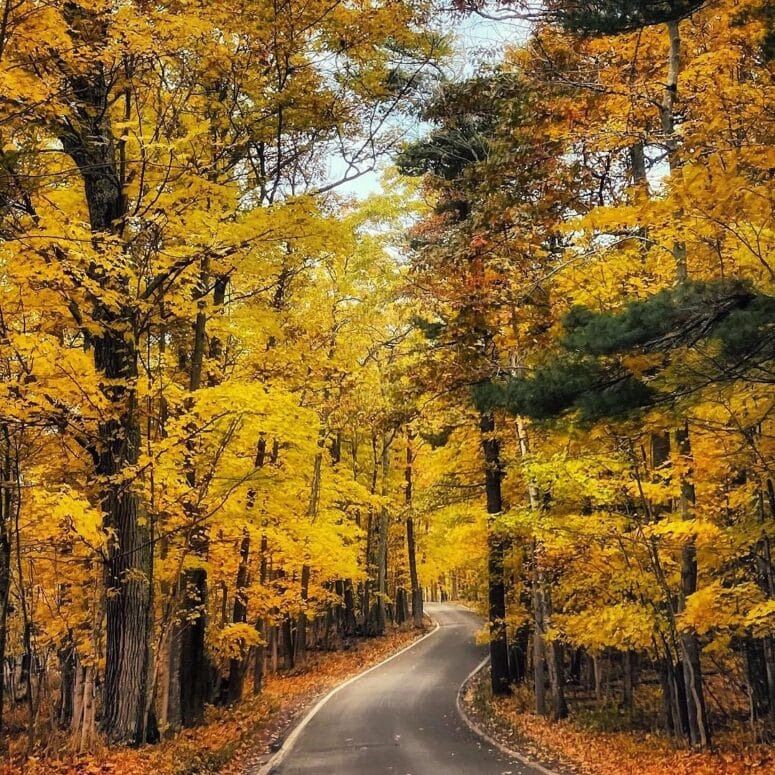 Tunnel of Trees Cruise  \ud83c\udf33 