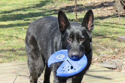 Flushing Dog Walk Flushing Riverview Trail 26 September 21 Flushing Dog Walk Flushing Riverview Trail 26 September 21