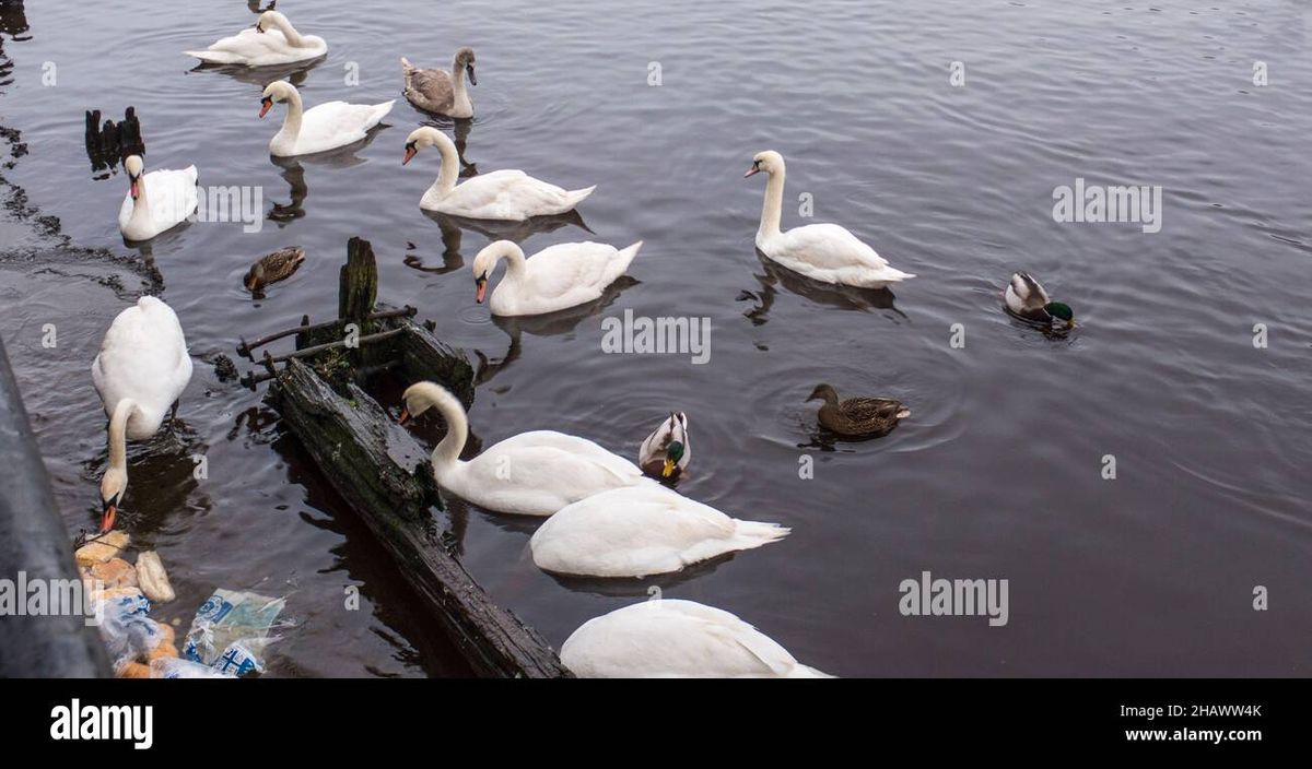 Swan Lake - Stockton