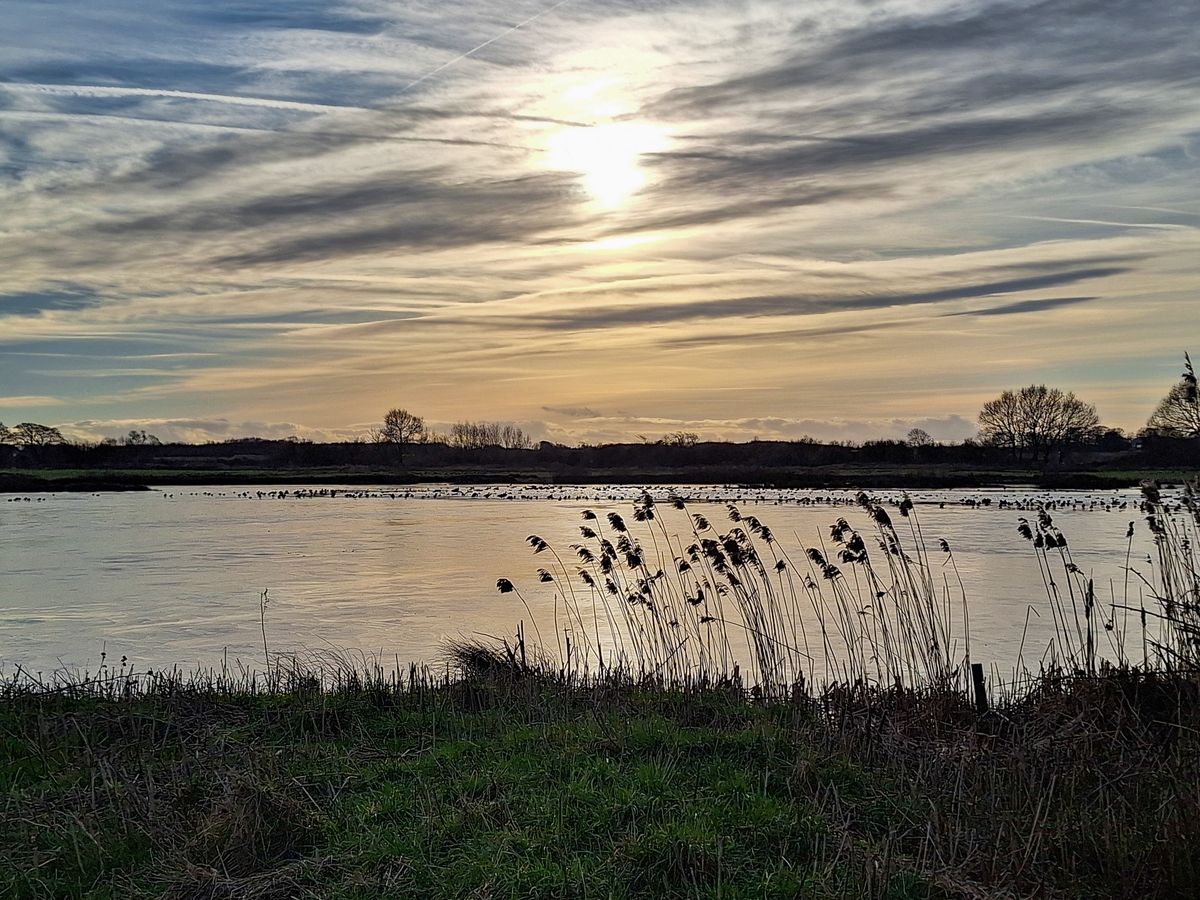 Field Trip - Lunt Meadows