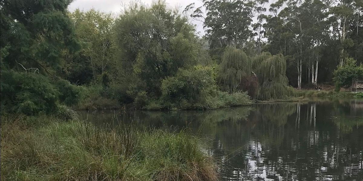 Spring Ramble- Guided Forest Therapy Walk.