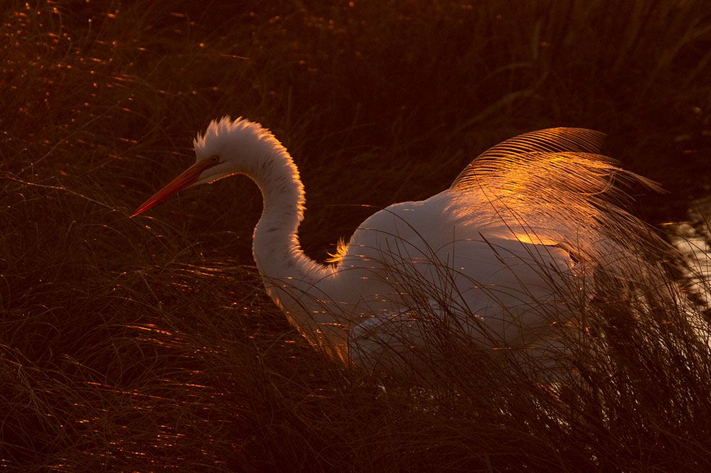 No More Auto Mode! - Intro to Nature Photography