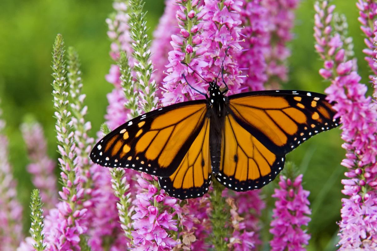 Monarch Presentation and Gardening Tips for Monarchs