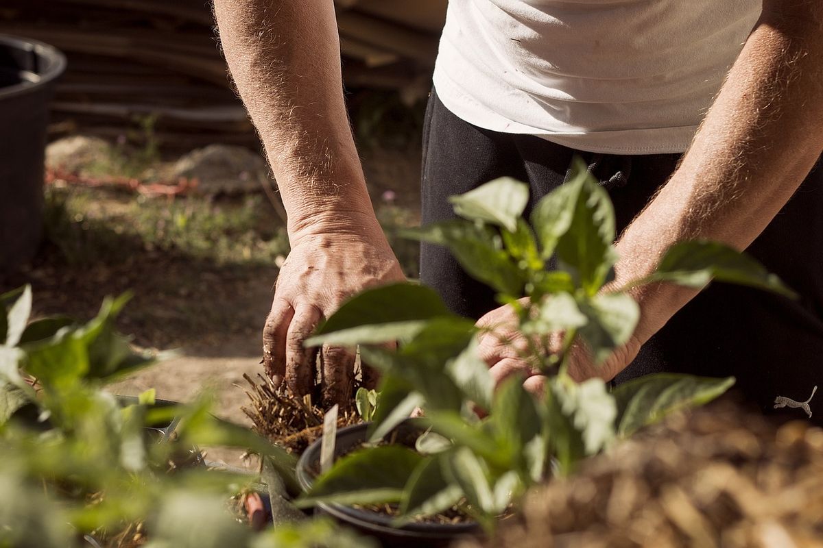 Designing with Fall Bulbs