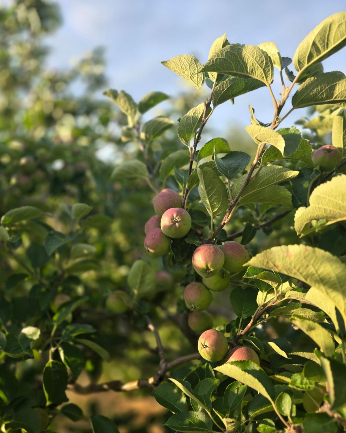 Apple Orchard Minis