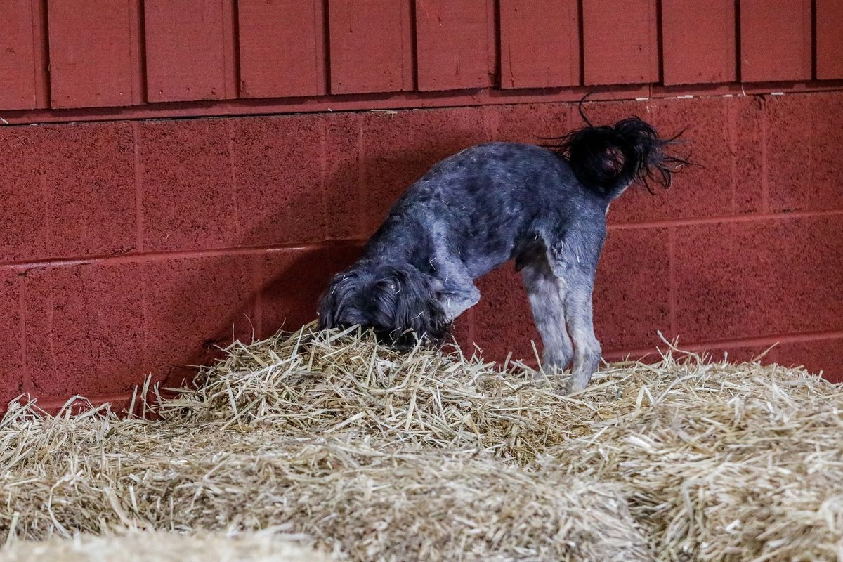 NADM December Barn Hunt Trial