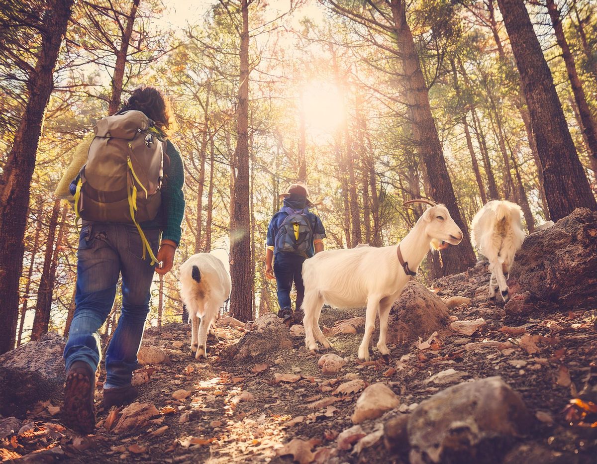 Baby Goat Cuddle & Hike