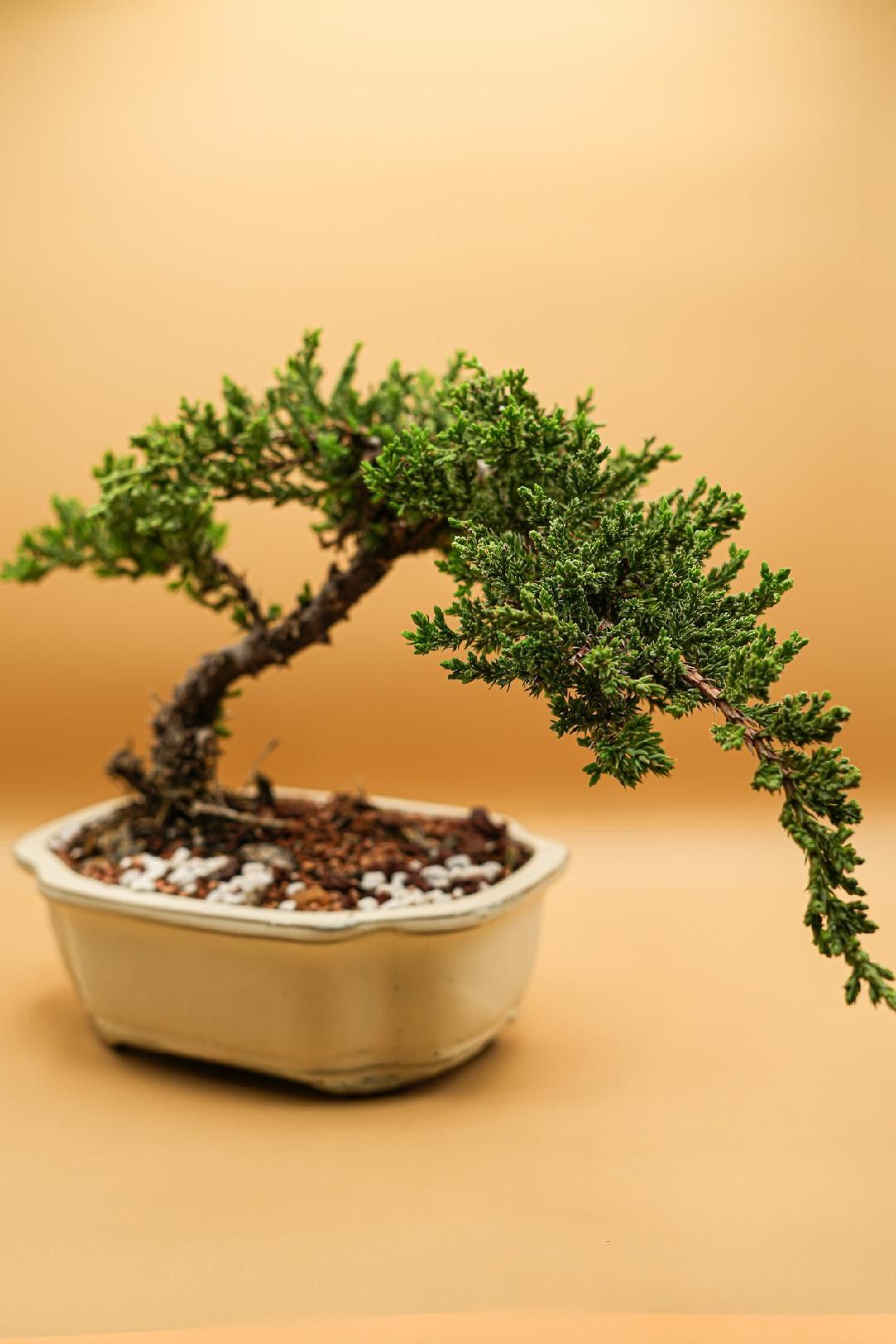 Lous Bonsai Class at Wolfie's