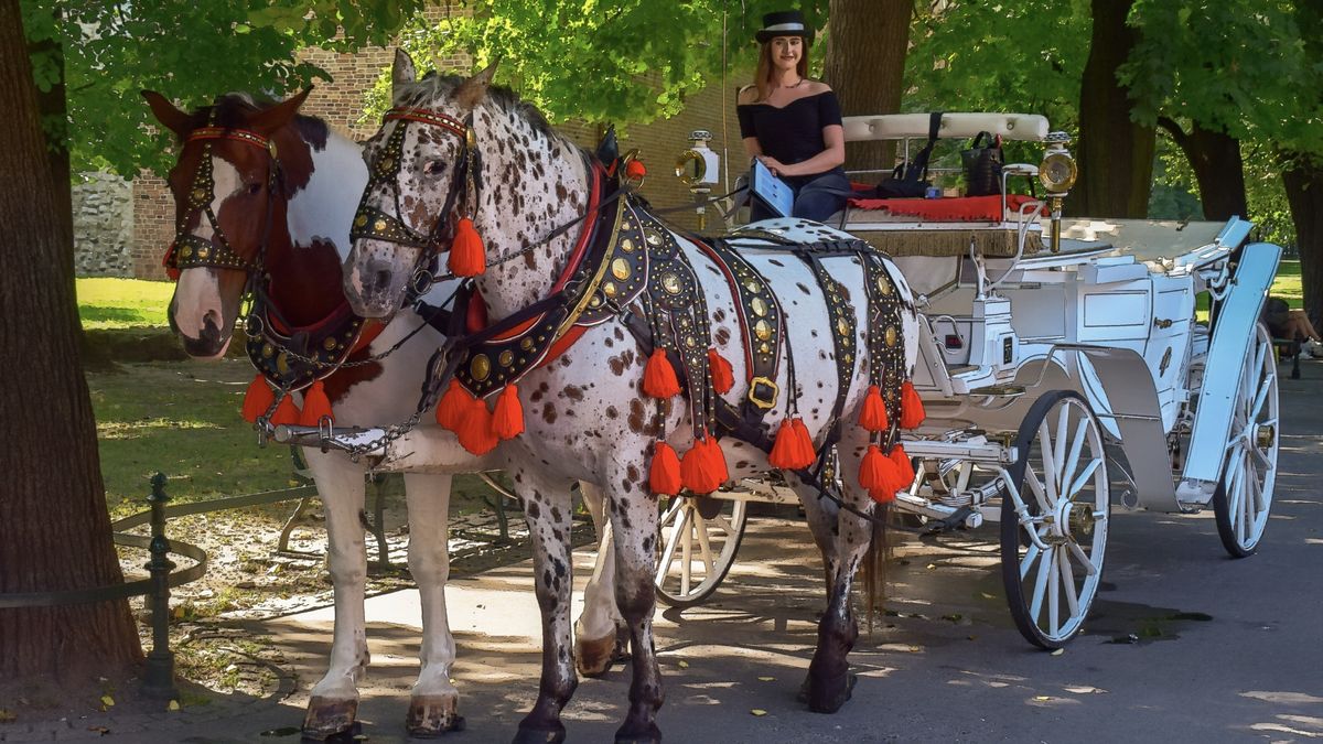 Valentine's Day Horse and Carriage Rides