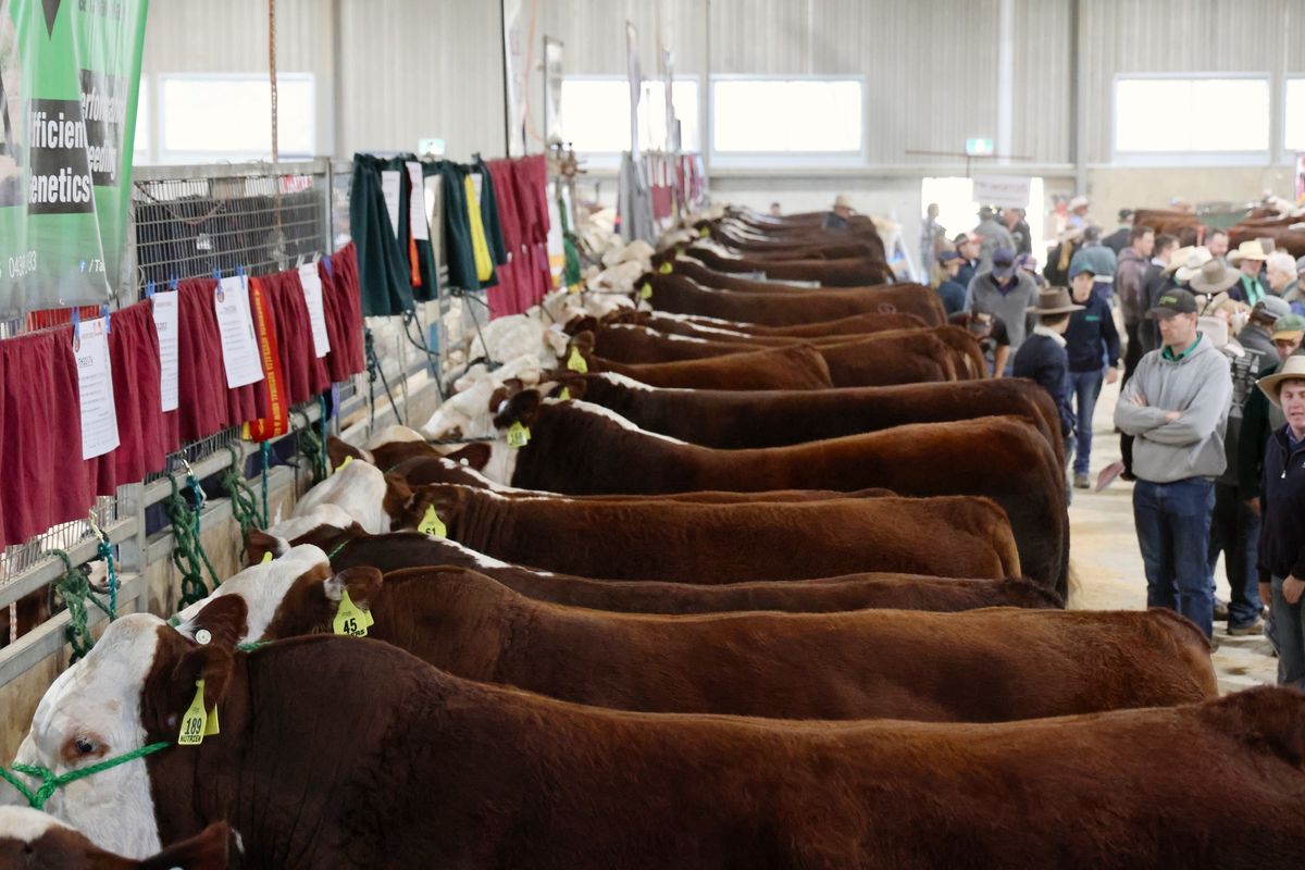 Herefords Australia 60th Annual Show and Sale, Wodonga 2025