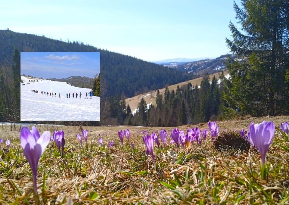 Wiosna w Gorcach: Krokusy i Turbacz [szczyt KGP], 25-26.03