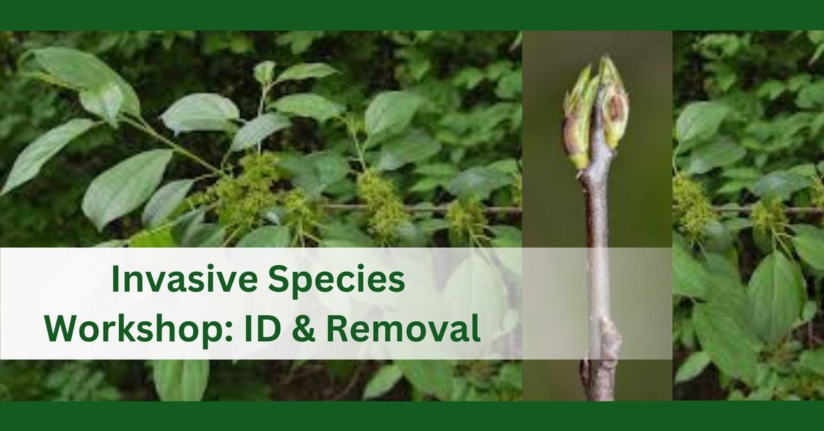 Invasive Species ID & Removal: an environmental stewardship workshop