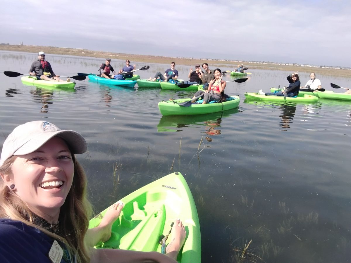 Birding By Kayak - Mission Bay 