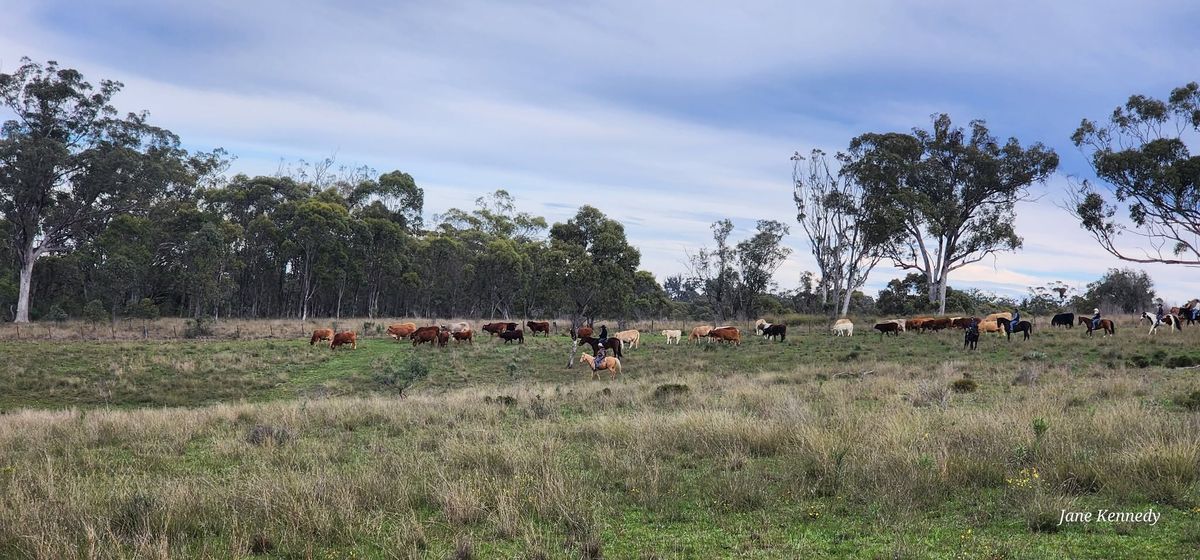 YellowScone Easter Cattle Muster & Campout