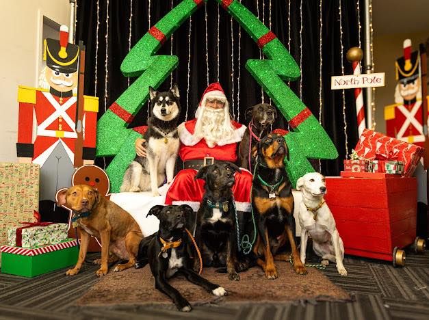 The Annual Boxers and Bullies Santa Photo Fundraiser