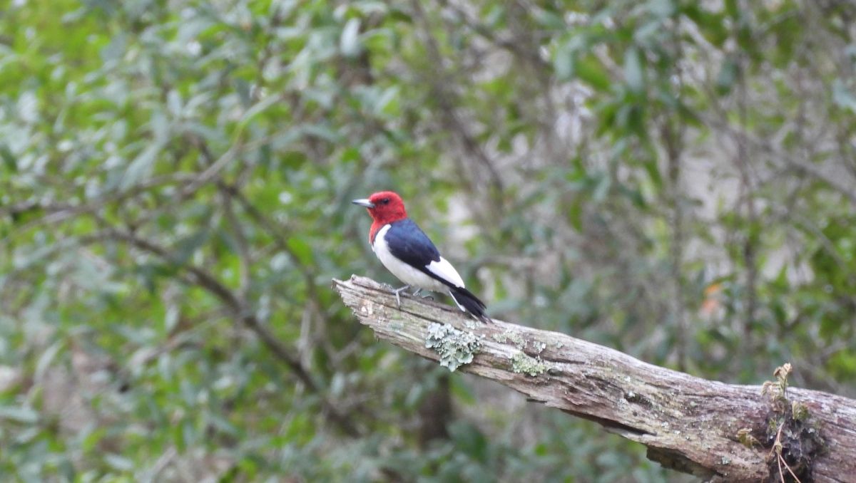 Hernando Audubon Beginning Birding