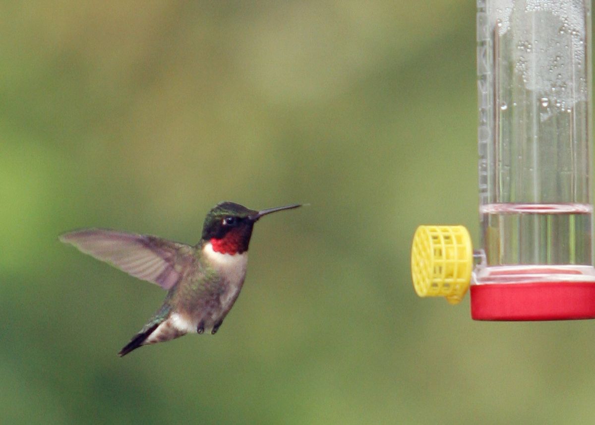 A Season Of Birding Lectures - The Hummingbirds Are Coming