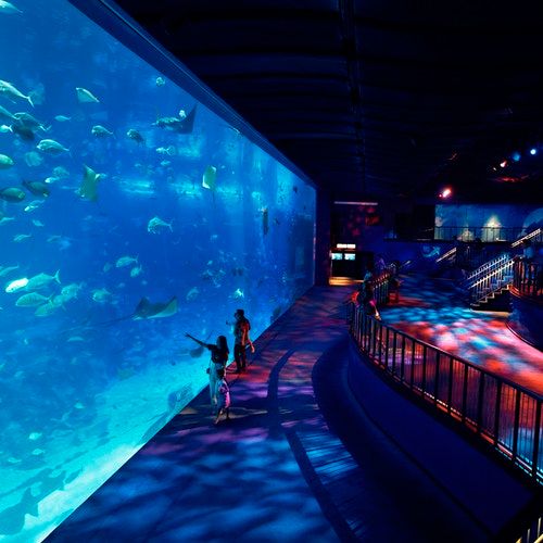 S.E.A. Aquarium\u2122: Sentosa Island's top aquatic attraction