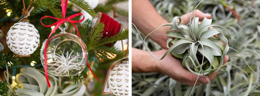 Walk-In Workshop l Air plant Ornament