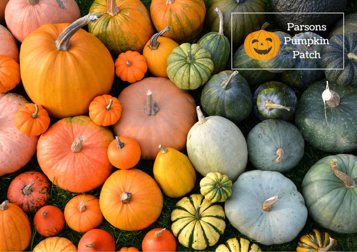 PYO Pumpkins, Nr Bulford