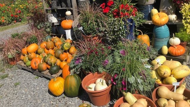 Growing Succulents with Pumpkins