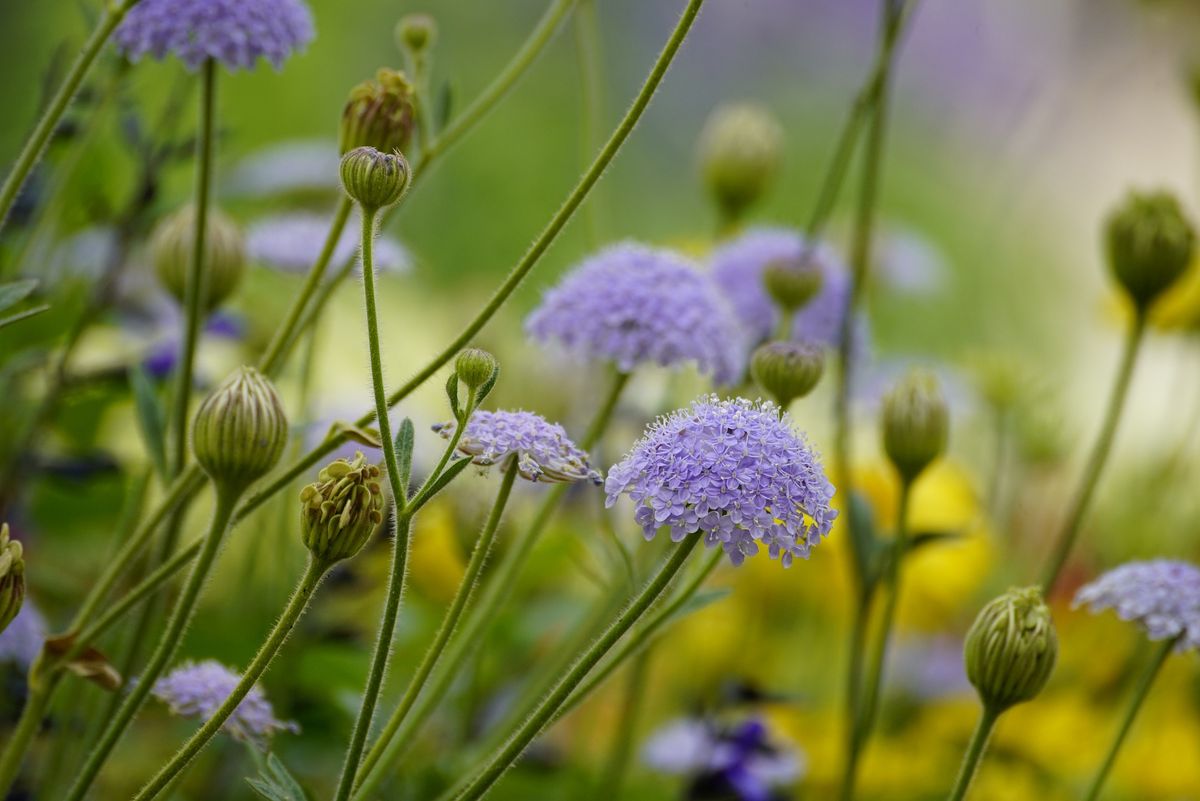 Flore sauvage et usages ancestraux