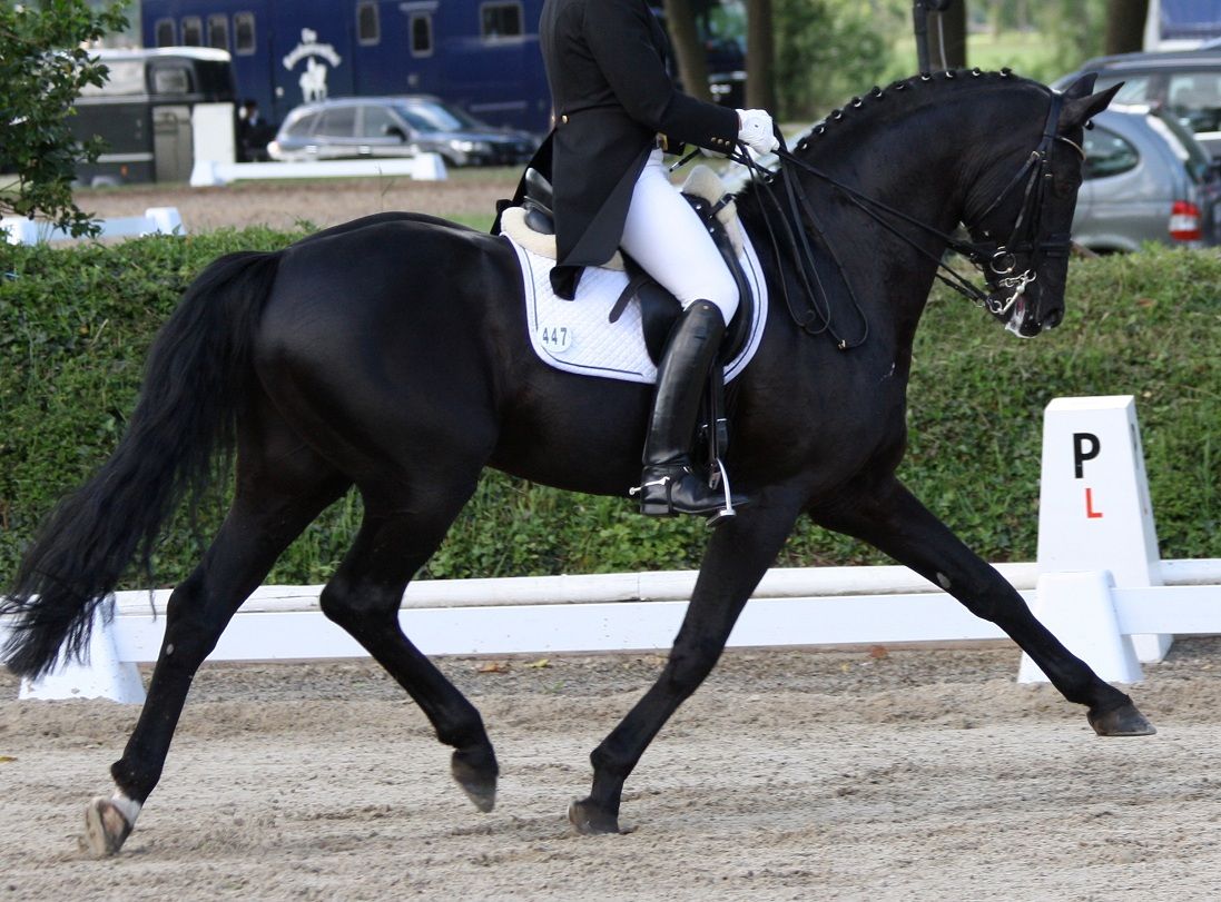 NWSC Dressage at Brook Stud