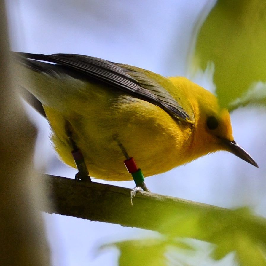 Prothonotary Warbler Banding Demonstration