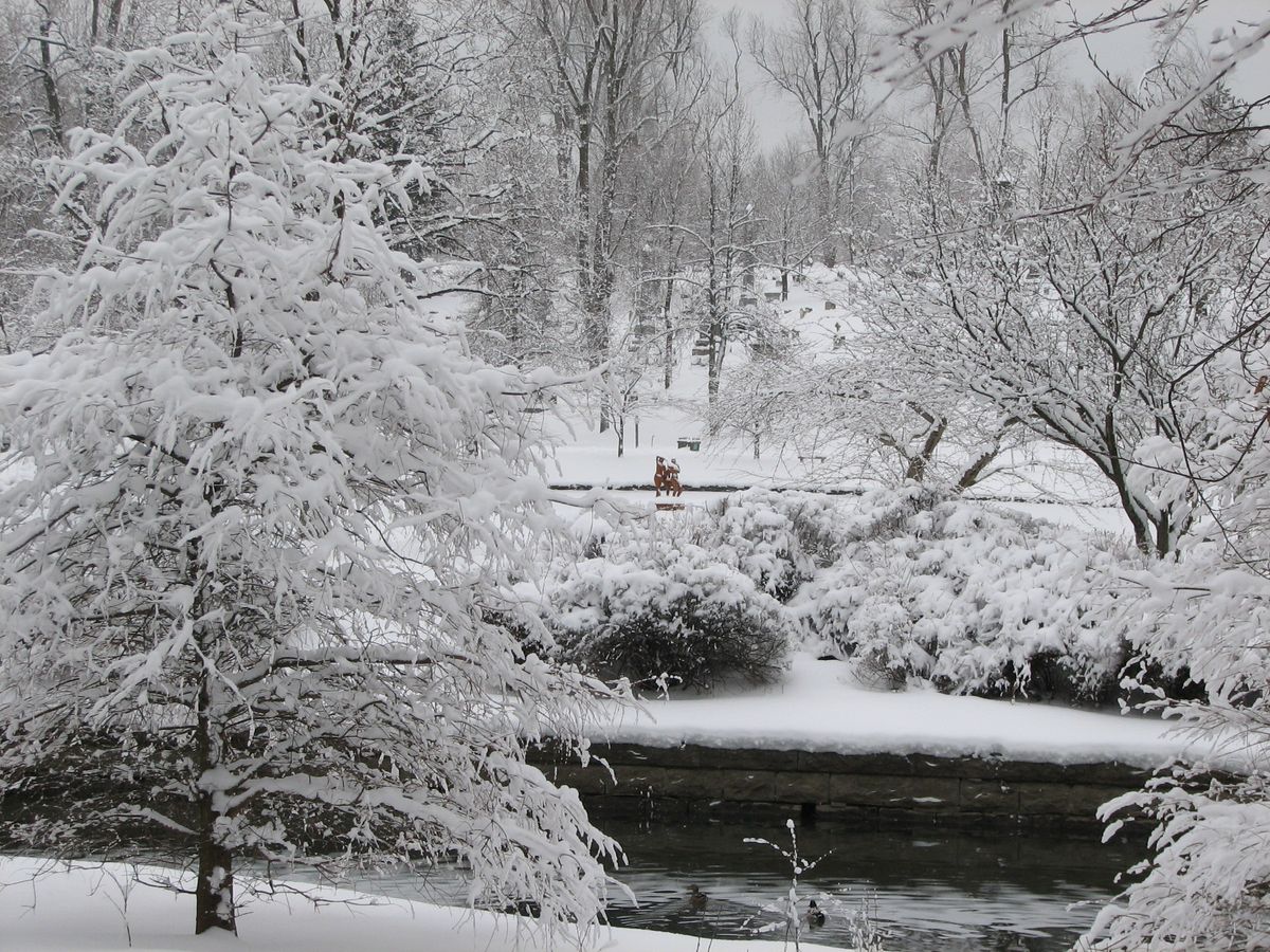 Forest Lawn's Wild Winter Nature Walk