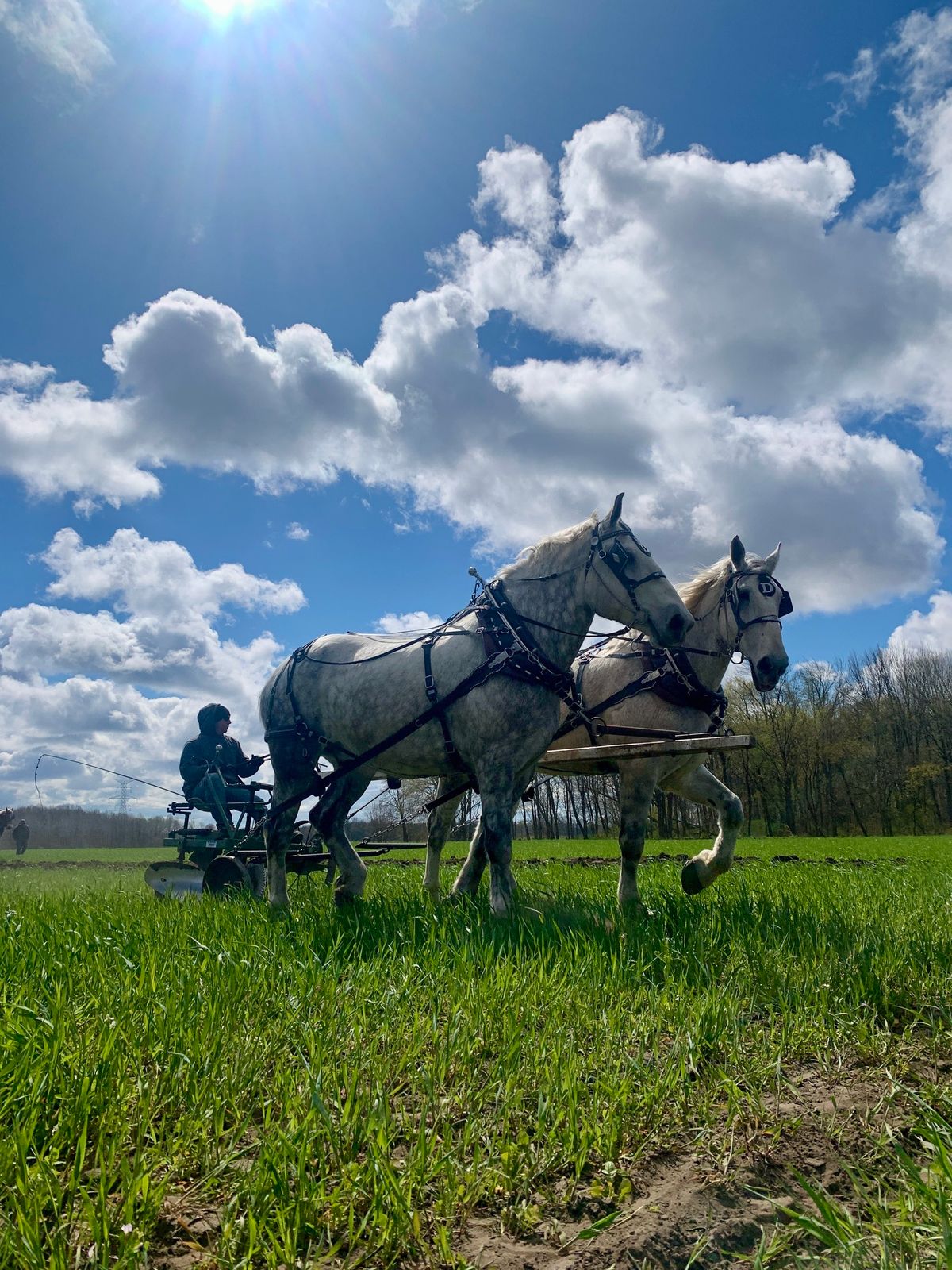 Old Fashioned Plow Day!  