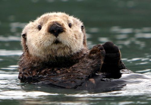 Kayak with the OTTERS!
