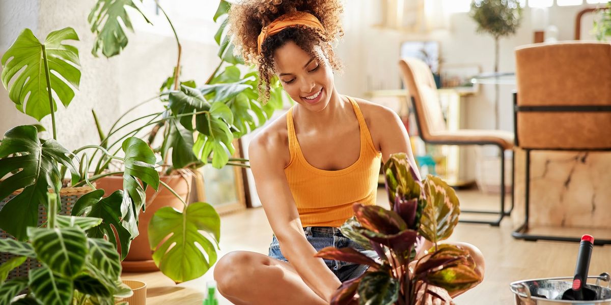 Free Class | Houseplants for Beginners