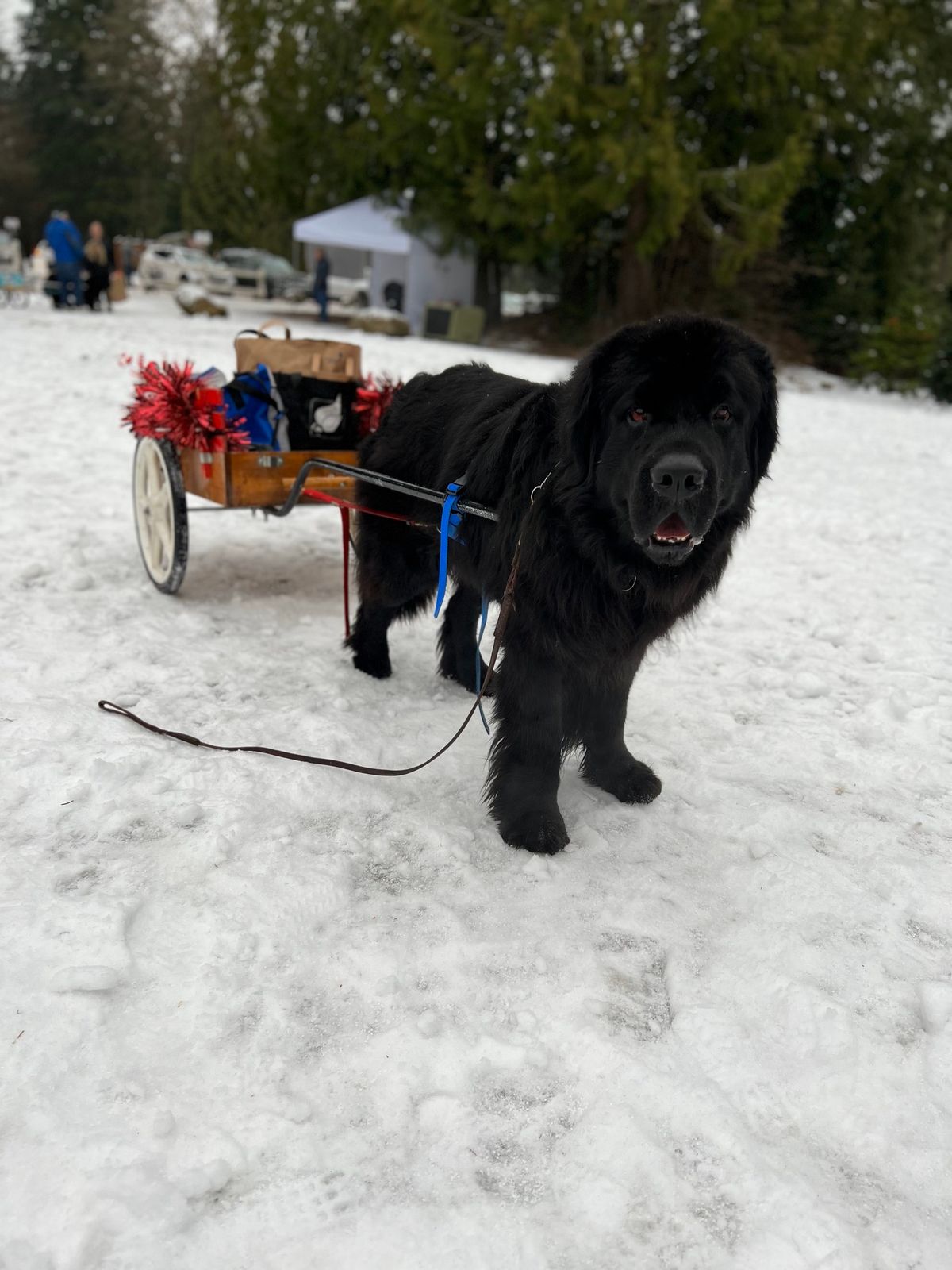 The Newfoundland Club of Seattle Annual Christmas Tree Pull