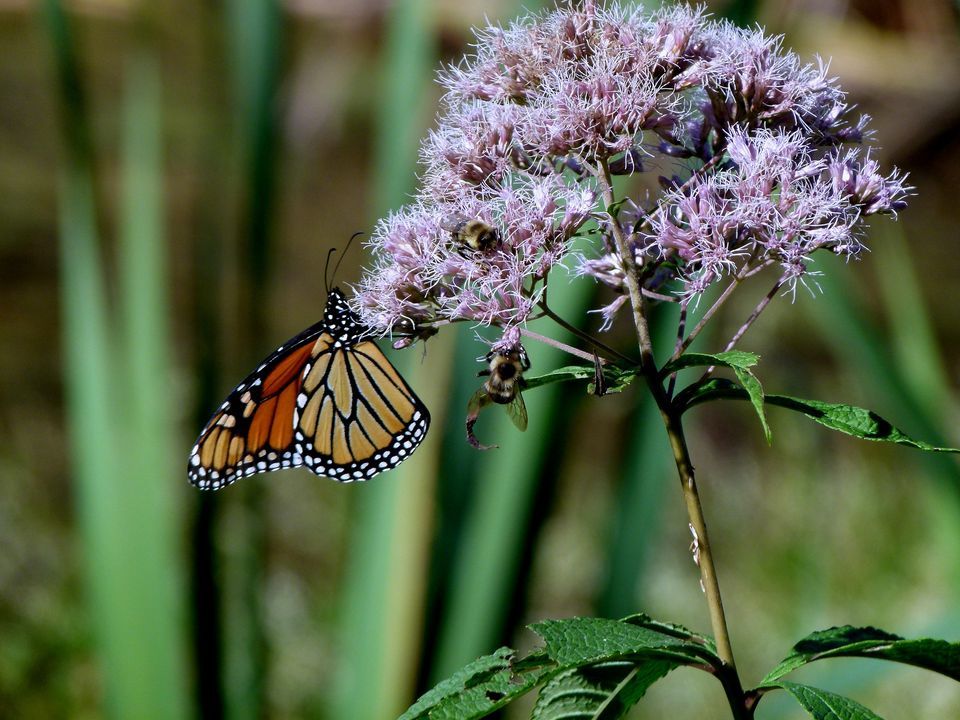 Understanding the Power of Flower Pollination Syndromes