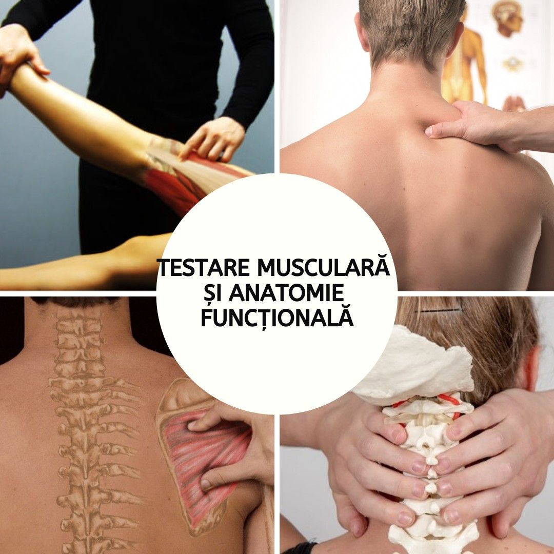 Curs Testare Muscular\u0103 \u0219i Anatomie Func\u021bional\u0103 - Cluj-Napoca