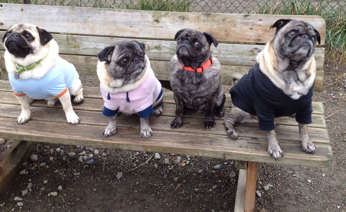 September Seattle Pug Meetup - Magnuson Dog Park