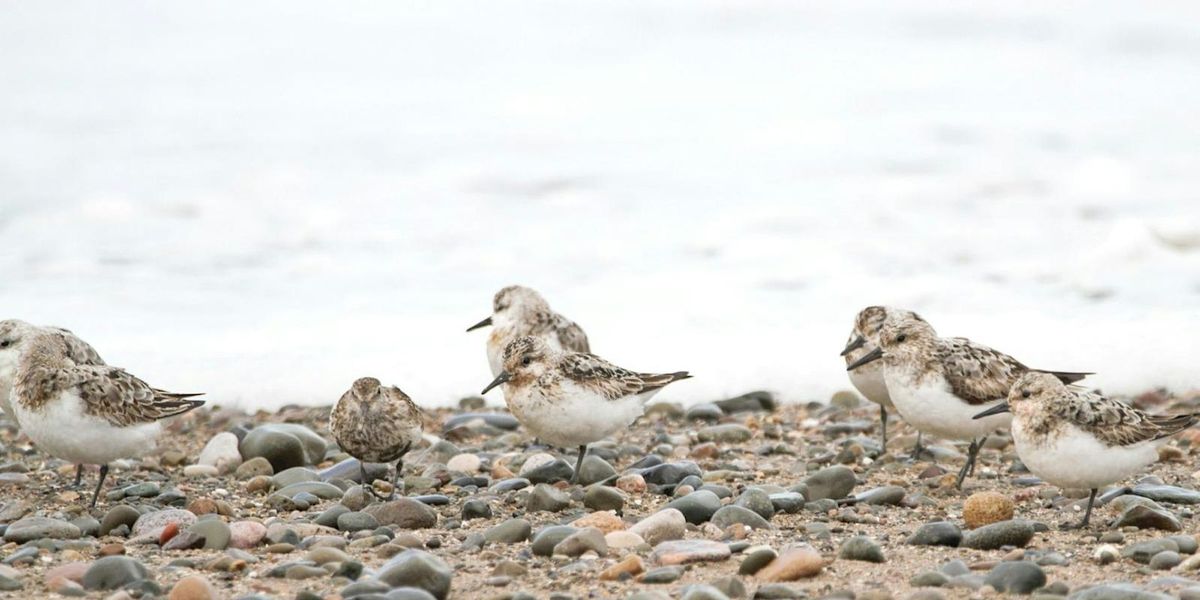 Wading birds walk