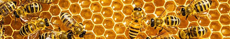 A Taste of Croatia: A Honey Tasting &  Bee Product Sale