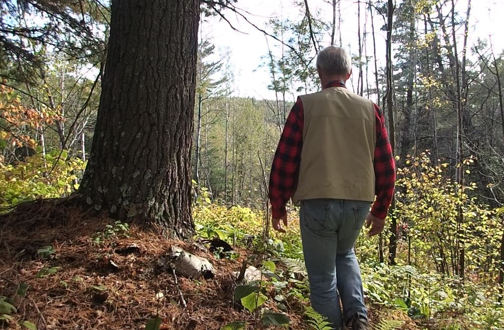 Lost Forester Runs of Pine Valley