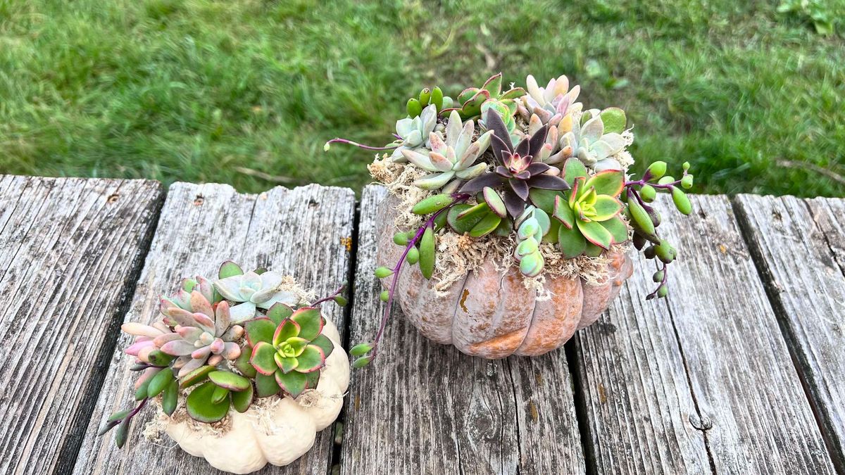 Succulent Pumpkin Class