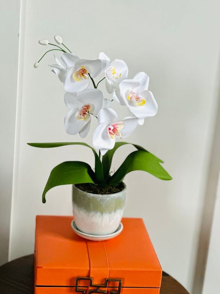 Join Us for a White Paper Orchids Workshop!