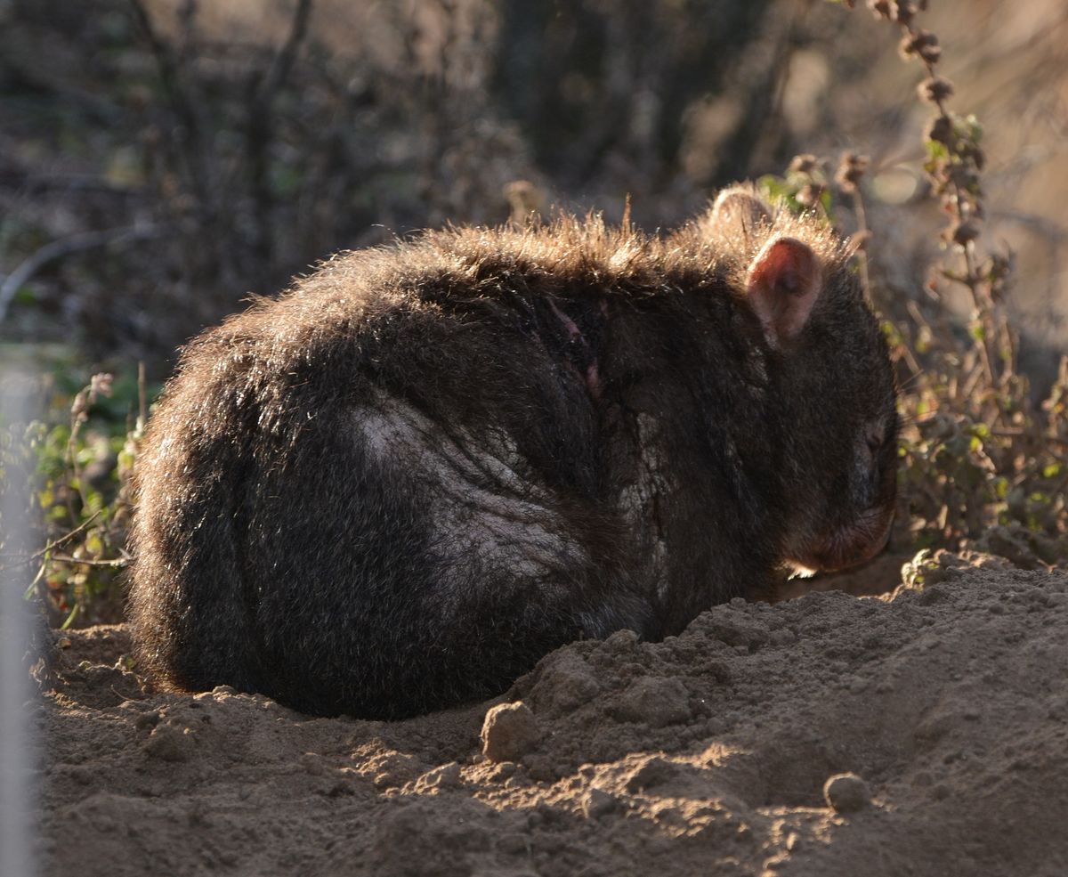 Wombat mange treatment training