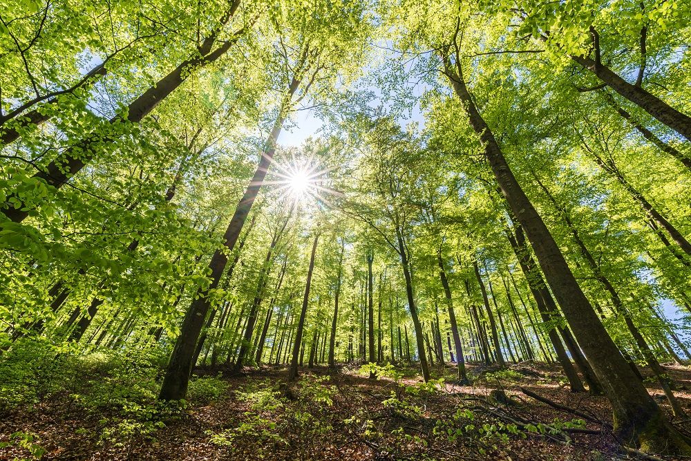 Guided Forest Bathing Experience