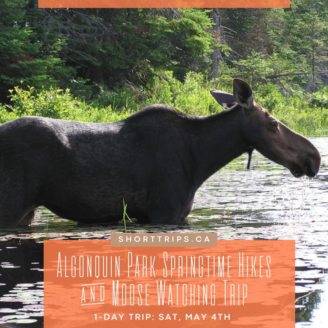  Algonquin Park Springtime Hikes & Moose Watching Trip