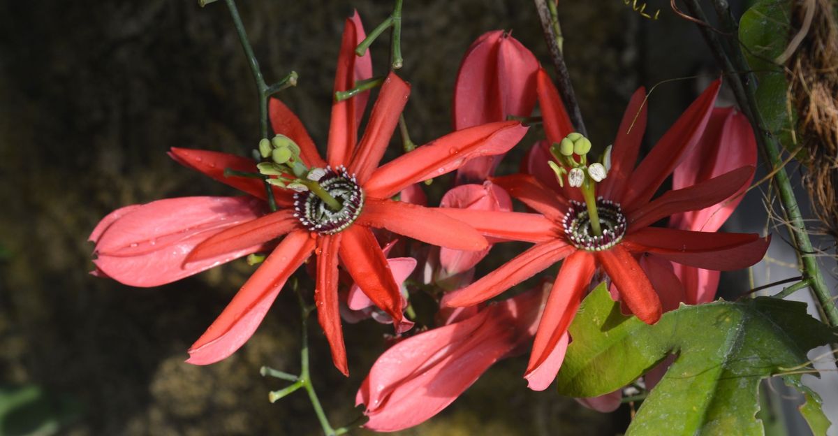 "Mittagspause im Garten" - F\u00fchrung - Eintritt frei