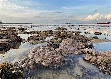 Discover Sentosa\u2019s Secret Beach \u2013 A Rare Low Tide Walk to Tanjong Rimau