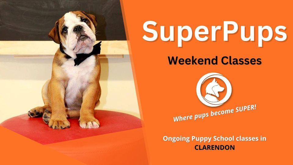 SuperPups Casual Group Class SOUTH
