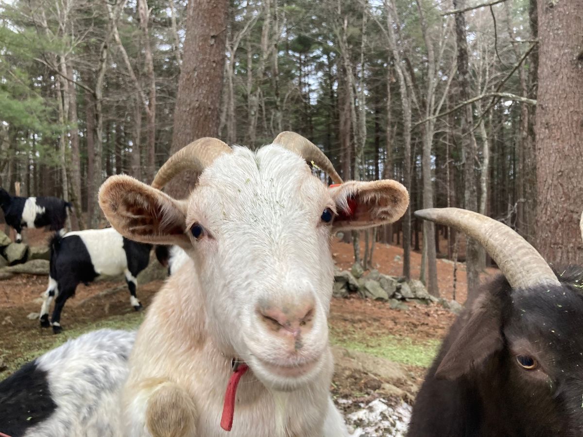 Team Relay with Goats - Off To The Races