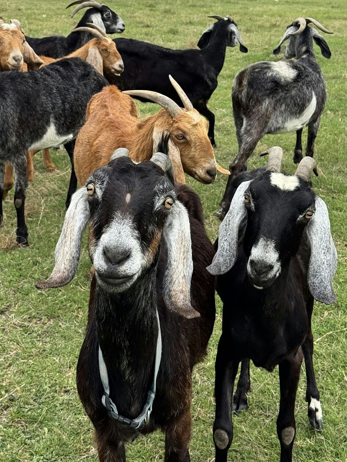 Farm Tour to Fieldsong Farm